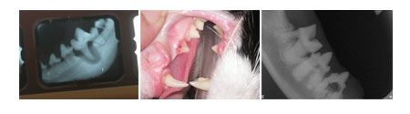 animal teeth xrays - Atlanta Veterinary Dental Services