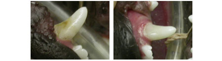 pet-tooth-restoration