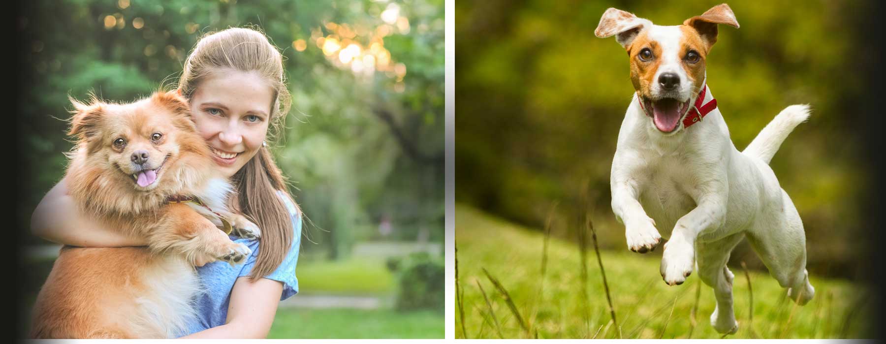 Veterinary Dentistry in Atlanta, GA Atlanta Veterinary Dental Services